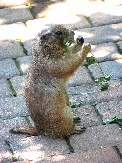 Prairie-dog-141113-08.webp