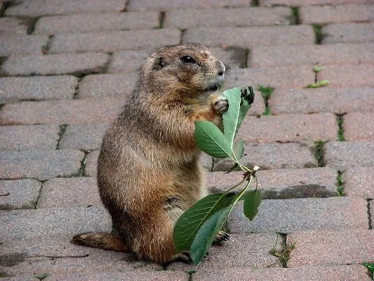 Prairie-dog-141113-09.webp