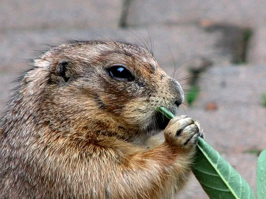 Prairie-dog-141113-07.webp