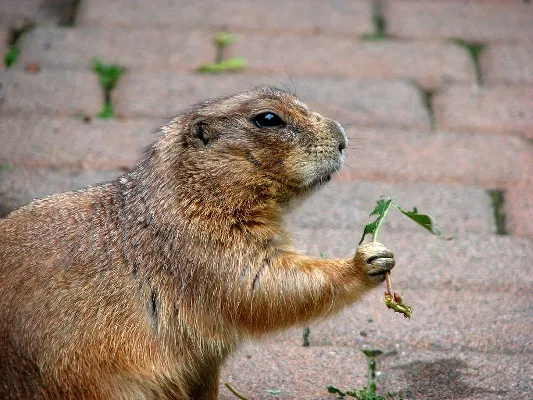 Prairie-dog-141113-06.webp