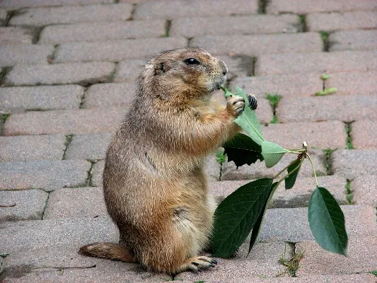 Prairie-dog-141113-010.webp