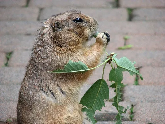 Prairie-dog-141113-011.webp
