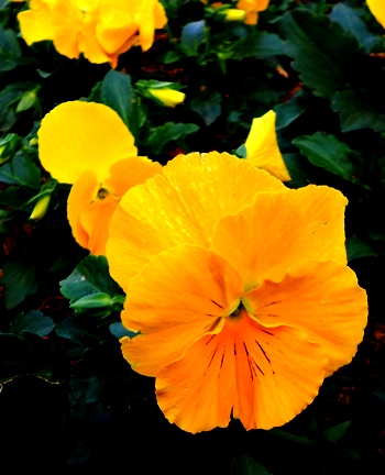 DSCN5836.jpg