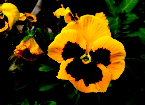 DSCN5926.jpg
