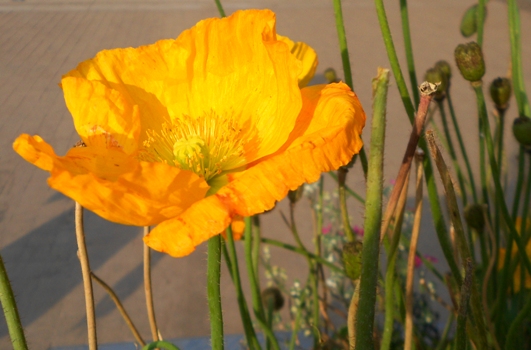 DSCN5985.jpg