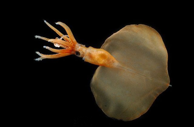 kapook_world-574506.jpg