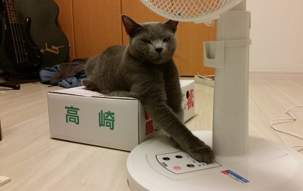 kokesukepapa4.jpg