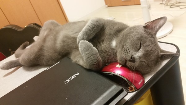 kokesukepapa8.jpg