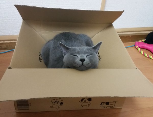 kokesukepapa16.jpg