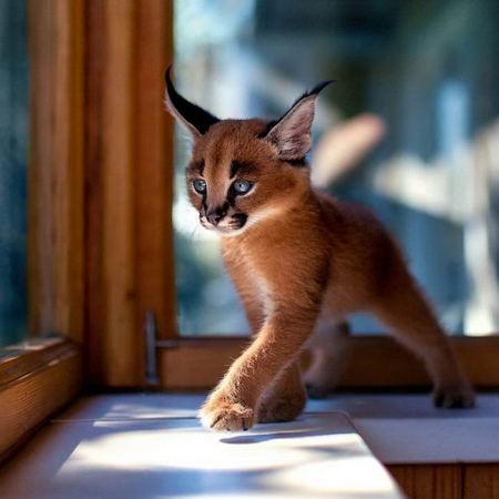 cutest-cat-1.jpg