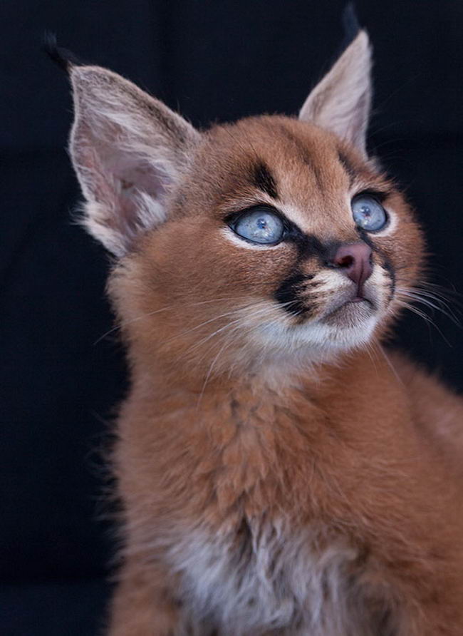 cutest-cat-2.jpg