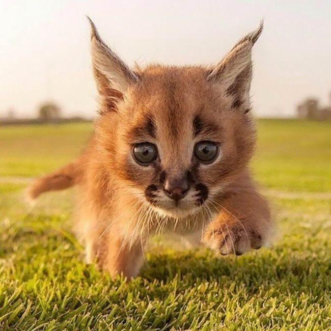 cutest-cat-3.jpg
