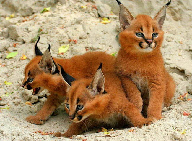 cutest-cat-5.jpg