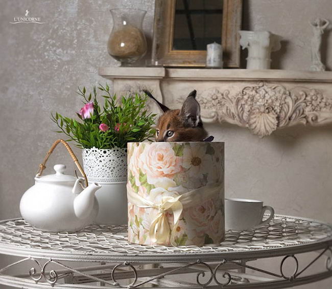 cutest-cat-9.jpg