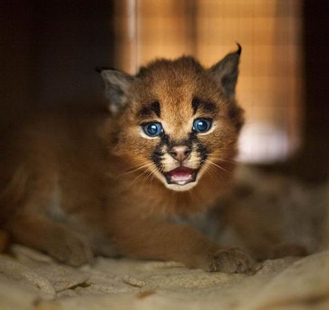 cutest-cat-10.jpg