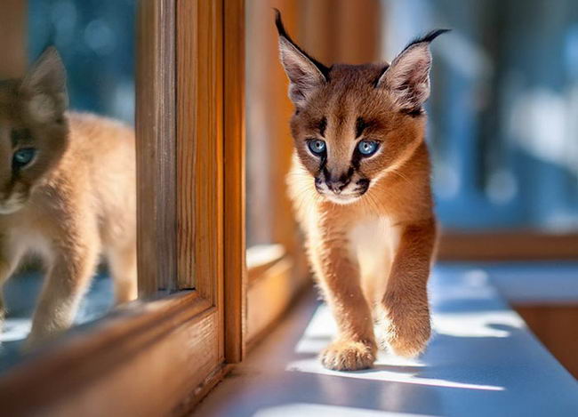 cutest-cat-13.jpg