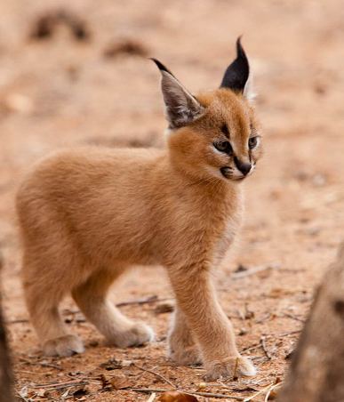 cutest-cat-12.jpg