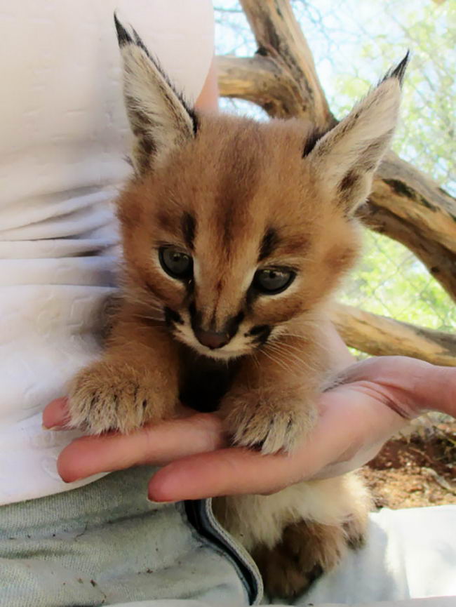 cutest-cat-14.jpg
