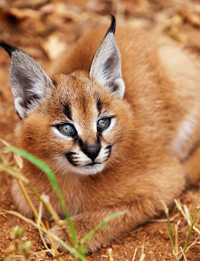 cutest-cat-15.jpg