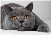 cat1.jpg