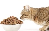 cat3.jpg
