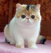 cat4.jpg