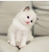 cat2.jpg