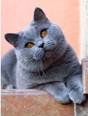 cat7.jpg