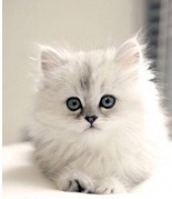 cat5.jpg
