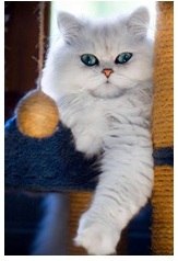 cat3.jpg