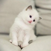 cat5.jpg