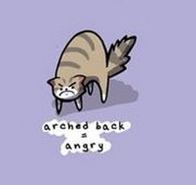ccg5.jpg