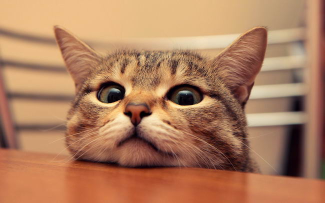 cute-cat-funny-1.jpg