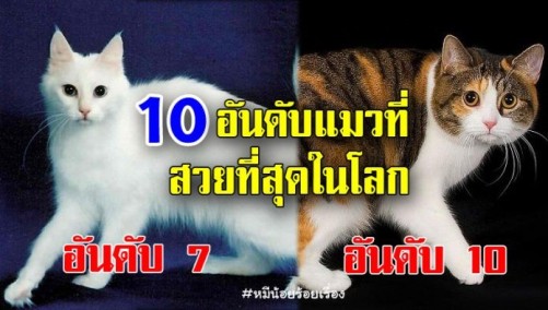 แมว1.jpg