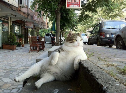 funny-cats1.jpg