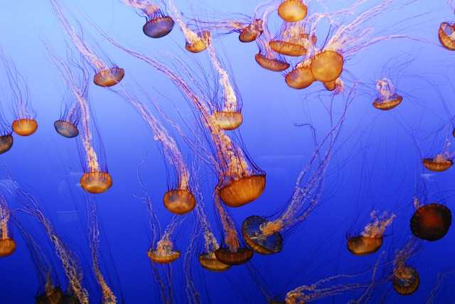 jellyfish-g6e37f1dbd_640.jpg