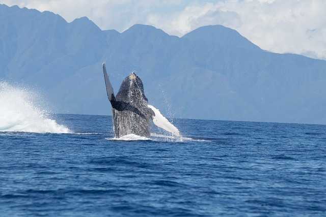 whales-4858365_640.jpg