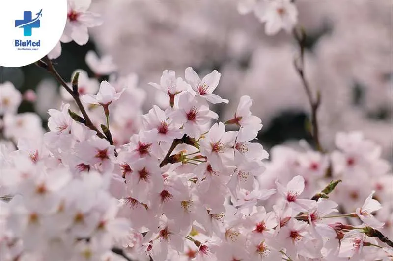 2Feb_BlueMed_Blog 4_Imperial Palace_content2.webp