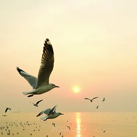 Cover.webp