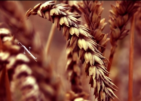 Wallpapers Of Tribal Juju 40