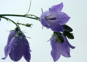 Beautiful Flowers Wallpapers 16