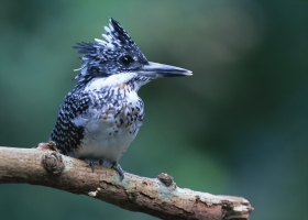 Beautiful Birds Around the World Wallpapers 10