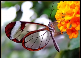 Beautiful Butterfly Wallpapers  2