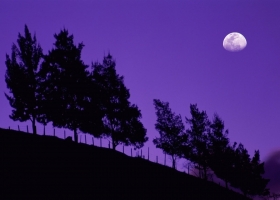 Trees Scenes HQ Wallpaper 3