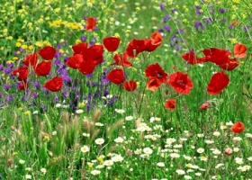 Flowers Dual Screen  2