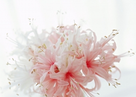 Beautiful Flowers Wallpapers 14