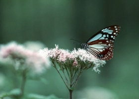 รูปผีเสื้อสวยงามตอมดอกไม้