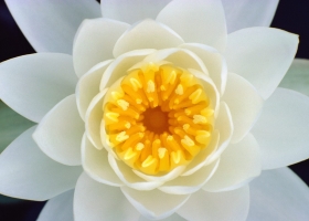 Beautiful Flowers Wallpapers 20