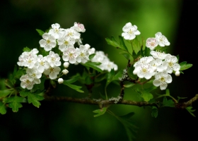 Beautiful White Flowers HD 2