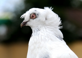 Beautiful Birds Around the World Wallpapers 9